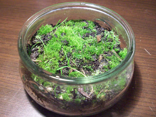 Jardin miniature - etape 3 - miniature