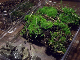 Jardin miniature - etape 0 - miniature